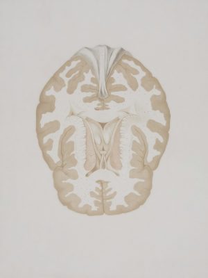 Angst im Kopf – was im Gehirn geschieht und was das für Betroffene bedeutet, am 04.05.2026, um 18:00 Uhr